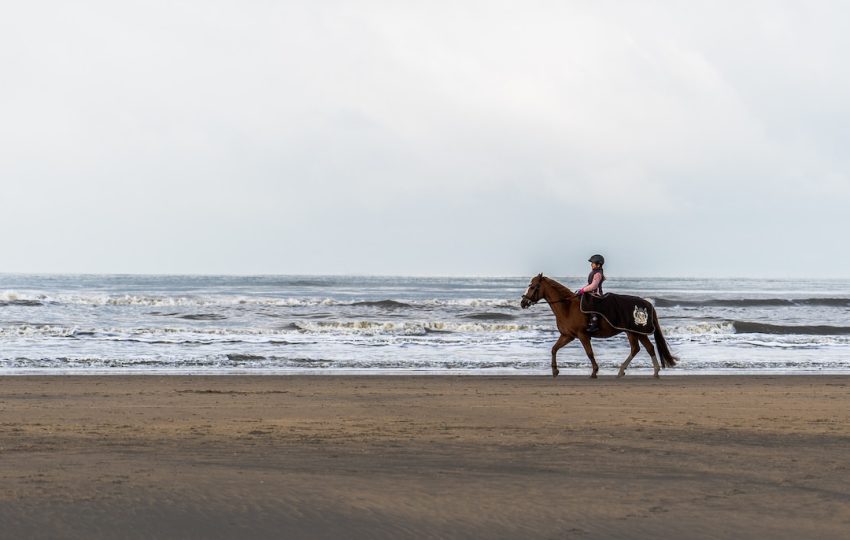 2 brown horses running on beach during daytime