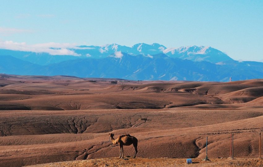 a horse standing in a field with mountains in the background