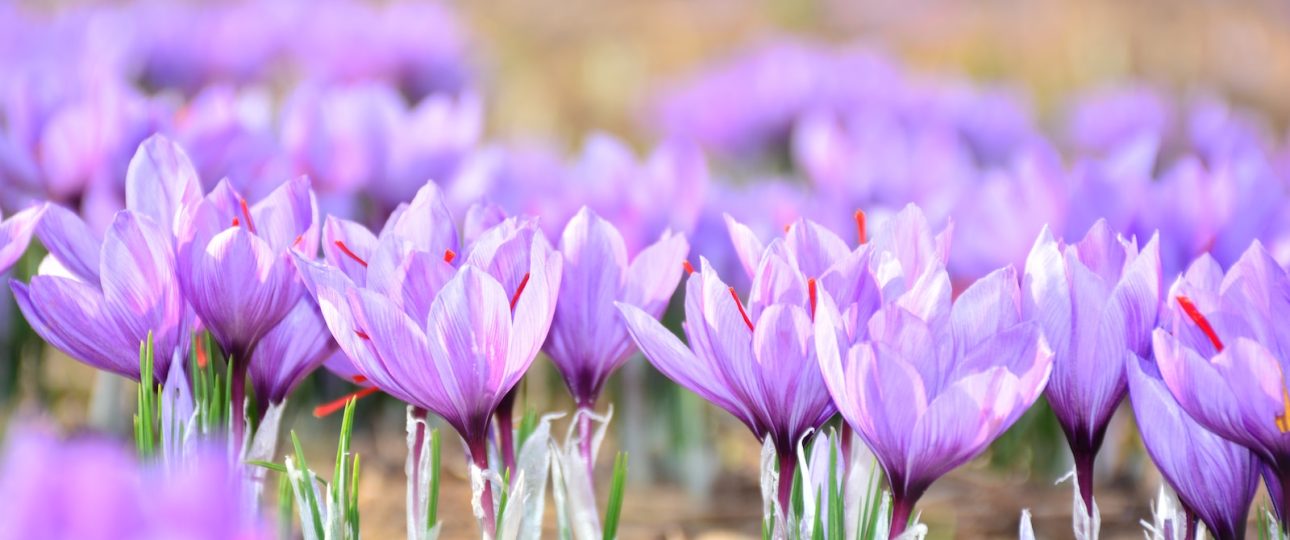 Saffron